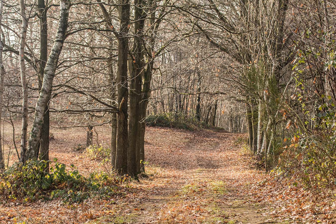 1350-vlassenaar_0807