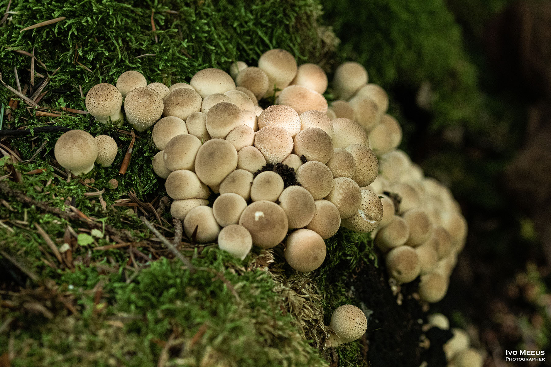 Padden-stoelen                                                           en zwammen in                                                      het Dijleland
